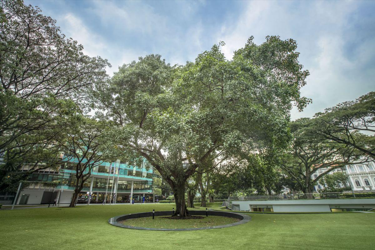 Bodhi Tree at Campus Green